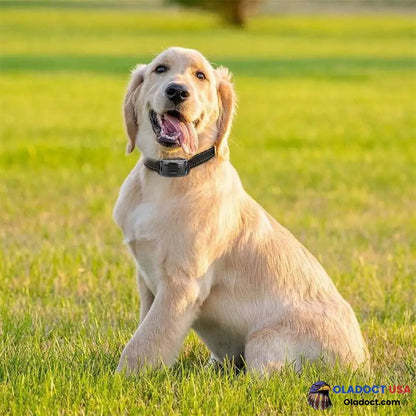 Barkey Anti-Bark Collar