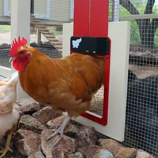 Sale Automatic Chicken Coop Door