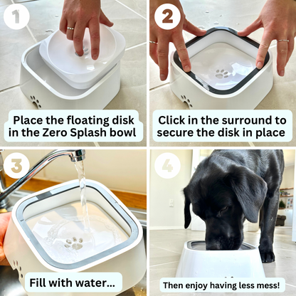 Pup Hub The Zero Splash